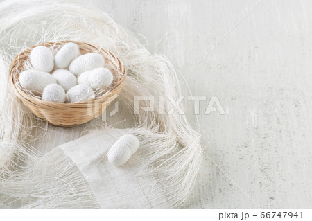natural silkworm cocoons are source of silk natural silkworm cocoons are source of silk 66747941