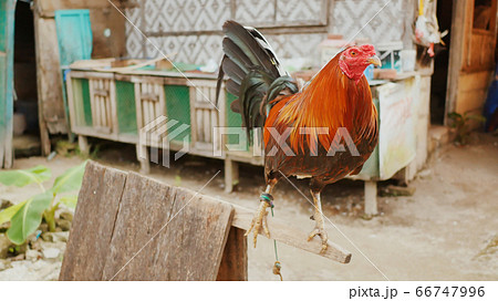 The Philippine cock is sitting on his house. Philippine Village. 66747996