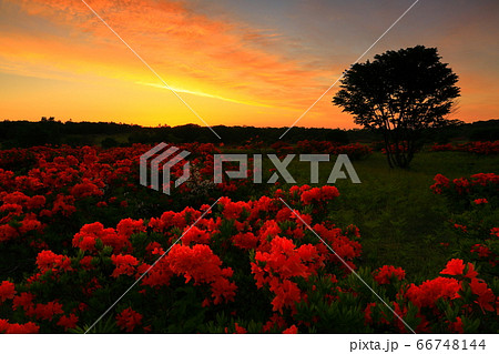 朝焼けの安比高原のレンゲツツジ 66748144
