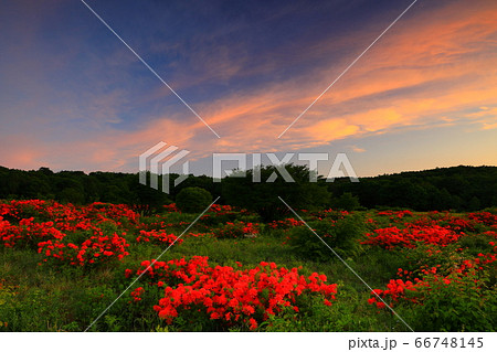 朝焼けの安比高原のレンゲツツジ 66748145