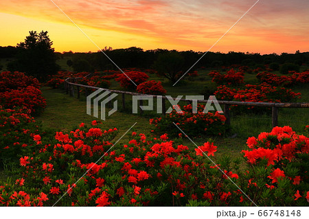 朝焼けの安比高原のレンゲツツジ 66748148
