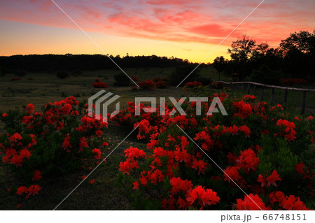 朝焼けの安比高原のレンゲツツジ 66748151