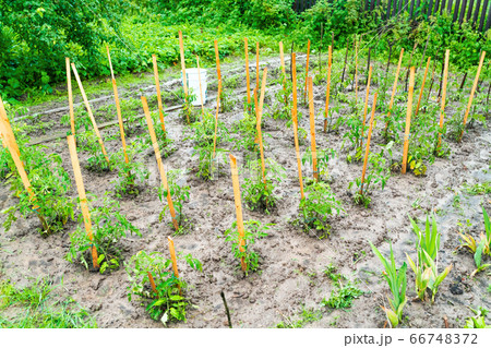 Young tomato bushes on a plot of land in the 66748372