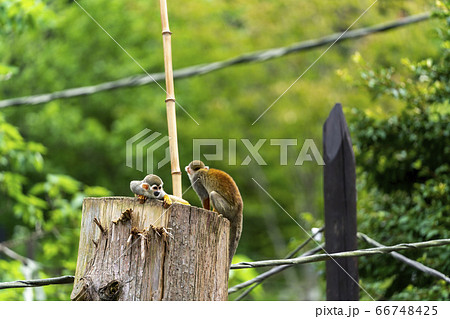 [動物]コモンリスザル 66748425