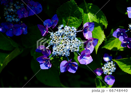 額紫陽花(ガクアジサイ) 額紫陽花(ガクアジサイ) 66748440