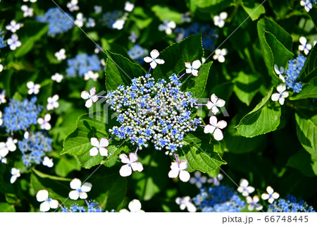 額紫陽花（ガクアジサイ） 66748445