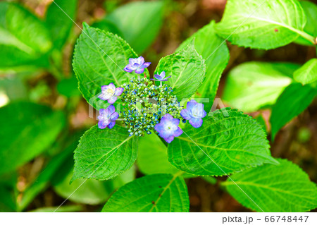 額紫陽花(ガクアジサイ) 額紫陽花(ガクアジサイ) 66748447