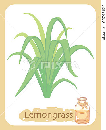 レモングラス またはシトロネラ とエッセンシャルオイルの瓶のイラスト素材のイラスト素材