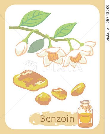 ベンゾインとエッセンシャルオイルの瓶のイラスト素材 66748630
