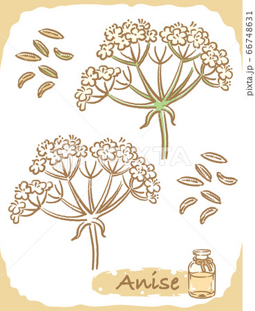 アニスとエッセンシャルオイルの瓶のイラスト素材 66748631