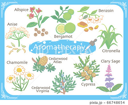 アロマテラピー精油などに使われるハーブ 植物イラストのイラスト素材