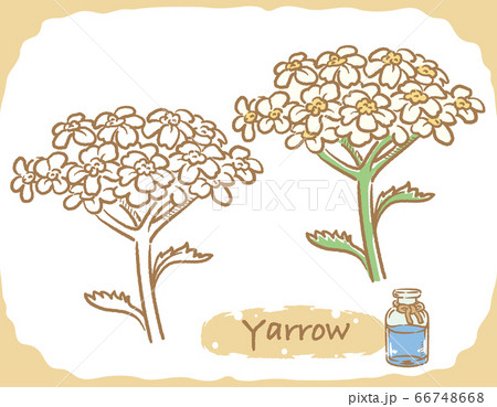 ヤロウとエッセンシャルオイルの瓶のイラスト素材 66748668