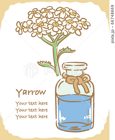 ヤロウとエッセンシャルオイルの瓶のイラスト素材 66748669