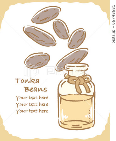 トンカビーンズとエッセンシャルオイルの瓶のイラスト素材 66748681