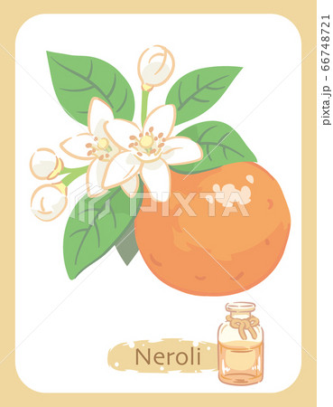 ネロリとエッセンシャルオイルの瓶のイラスト素材 66748721