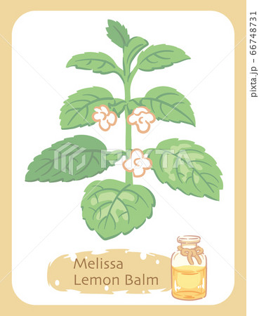レモンバームとエッセンシャルオイルの瓶のイラスト素材のイラスト素材