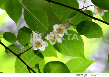 マタタビの花の写真素材