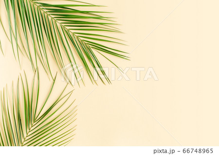 Tropical leaf on yellow background. Flat lay, top view 66748965