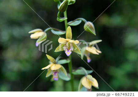 カキランの花 66749221