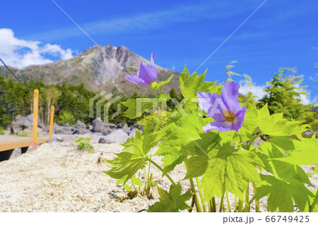 奥白根山と白根葵 66749425