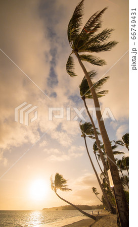 Palms hanging on the beach during sunrise on Boracay. White beach at Boracay island, Philiphines. Palms hanging on the beach during sunrise on Boracay. White beach at Boracay island, Philiphines. 66749431