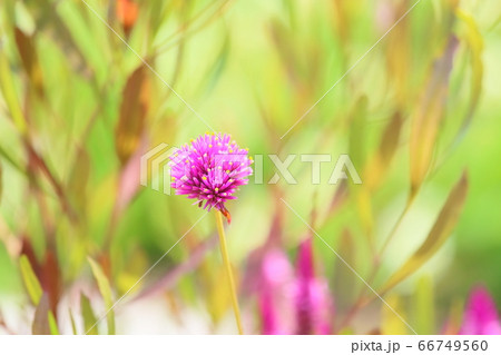 センニチコウの花 センニチコウの花 66749560