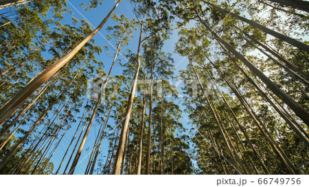 Eucalyptus forest near the city of Munar. India. Video on the move. Eucalyptus forest near the city of Munar. India. Video on the move. 66749756