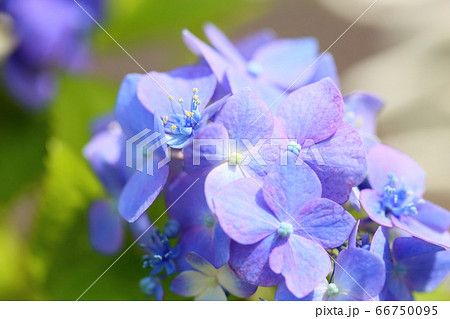 アジサイの花 66750095