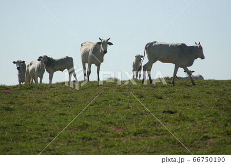 ブラジルのゼブ牛 66750190