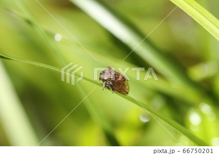 トビイロツノゼミ 66750201