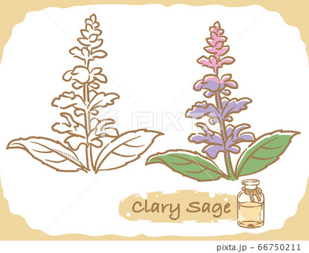 クラリセージとエッセンシャルオイルの瓶のイラスト素材 クラリセージとエッセンシャルオイルの瓶のイラスト素材 66750211