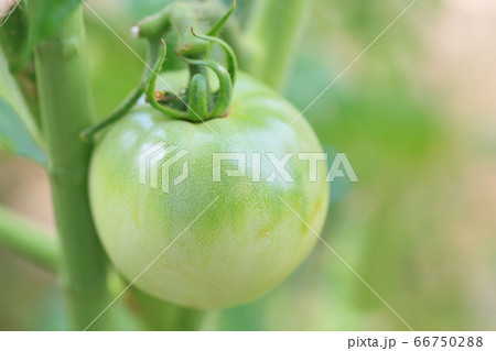 トマトの実 66750288