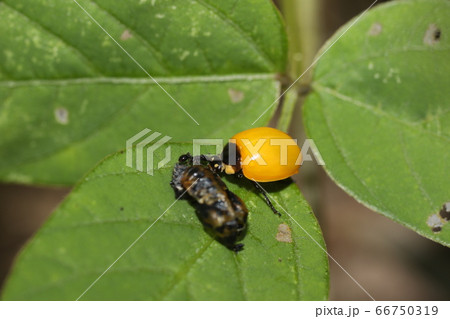 ナナホシテントウの羽化 66750319