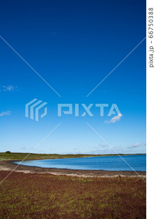 赤く色づいたサンゴ草と青空 66750388