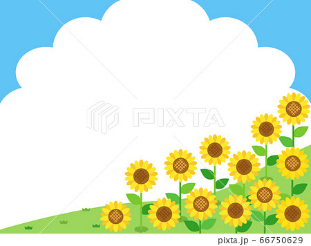 ひまわり48　ヒマワリ　向日葵　花　植物 66750629