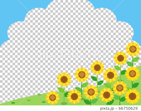 ひまわり48　ヒマワリ　向日葵　花　植物 66750629