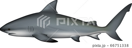サメ　(オオメジロザメ) 66751338