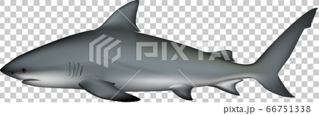 サメ　(オオメジロザメ) 66751338