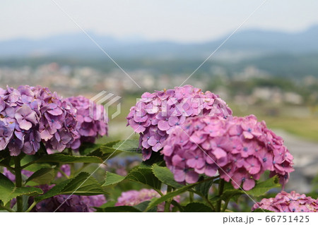 あじさい 66751425