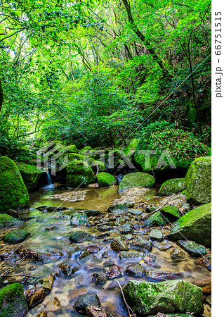 新緑の油山市民の森 森の渓流 福岡県福岡市南区 の写真素材