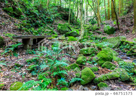 新緑の油山市民の森 森の渓流 【福岡県福岡市南区】 新緑の油山市民の森 森の渓流 【福岡県福岡市南区】 66751575