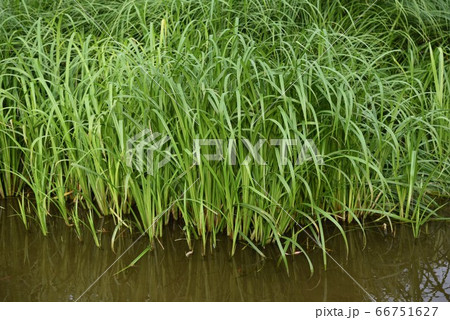 カサスゲ 66751627