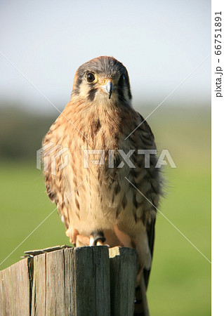 木にとまるブラジルの鷹の子ども 木にとまるブラジルの鷹の子ども 66751891