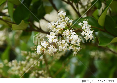 トウネズミモチの花 トウネズミモチの花 66751944