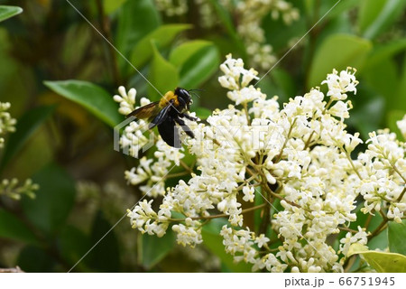 トウネズミモチの花 トウネズミモチの花 66751945