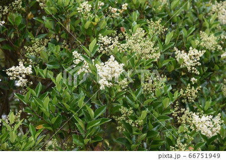 トウネズミモチの花 トウネズミモチの花 66751949