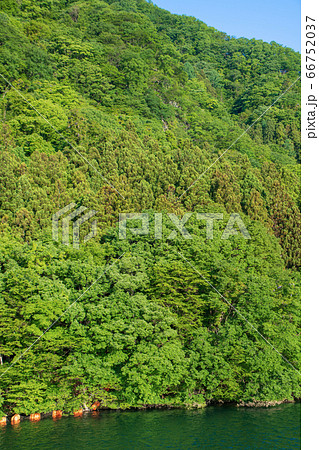 新緑のころ　赤谷湖　みなかみ町　 66752037