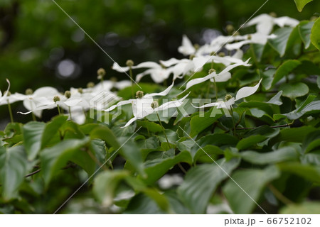 ヤマボウシの花 66752102