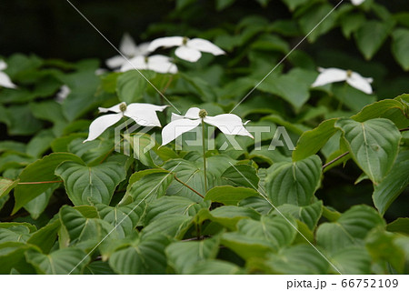 ヤマボウシの花 ヤマボウシの花 66752109