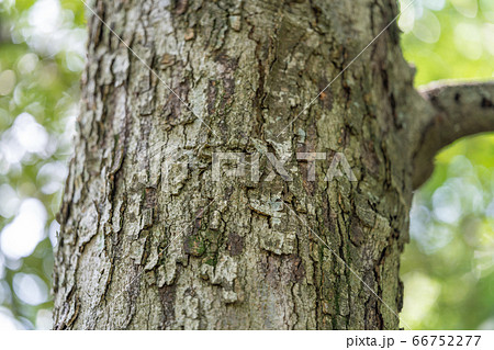 イチイガシ 一位樫 ブナ科コナラ属 木肌 木膚 木のはだ 外皮 樹皮 木目 の写真素材